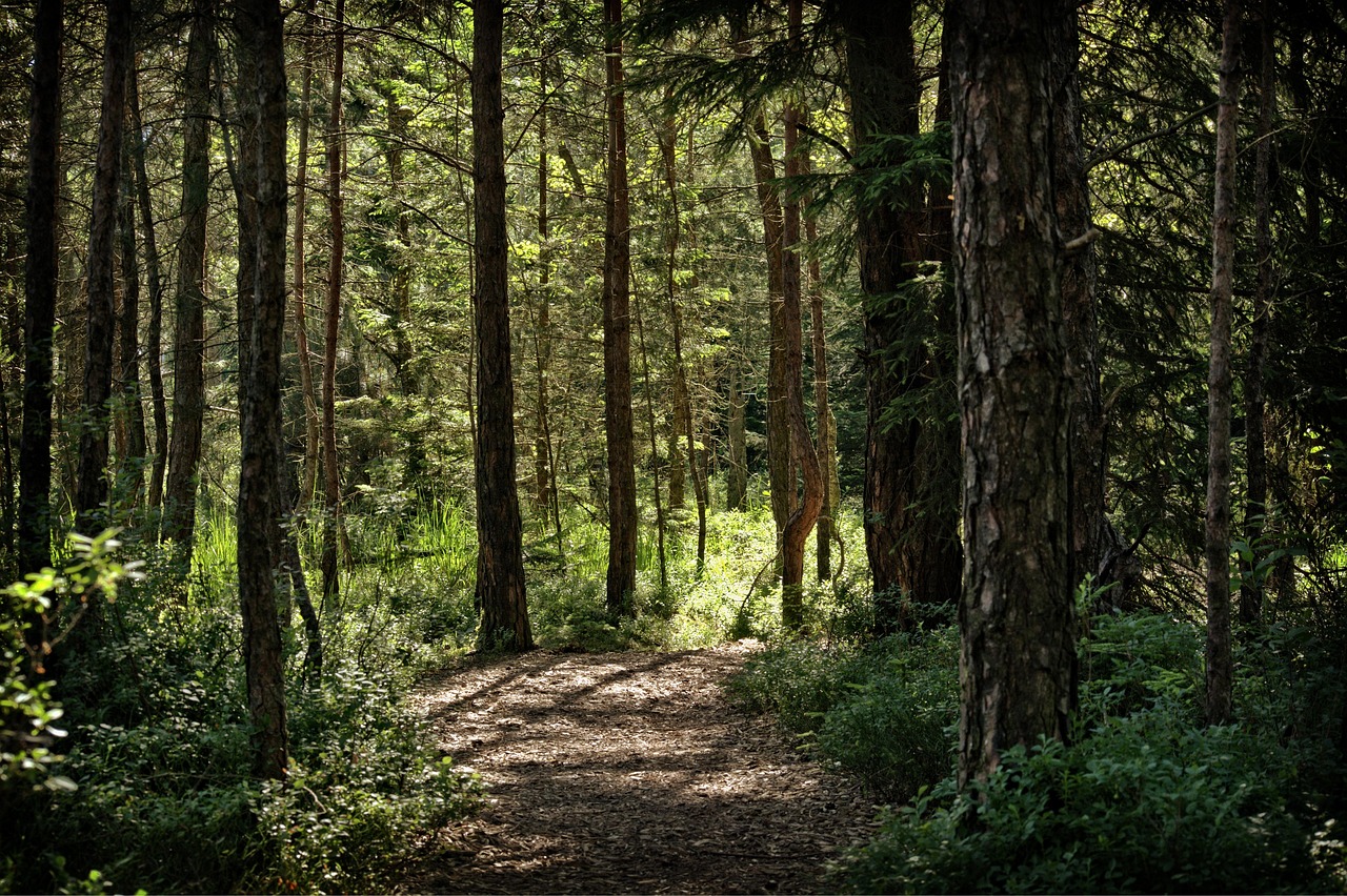 Hiking With Kids: Building a Lifetime of Trail Confidence
