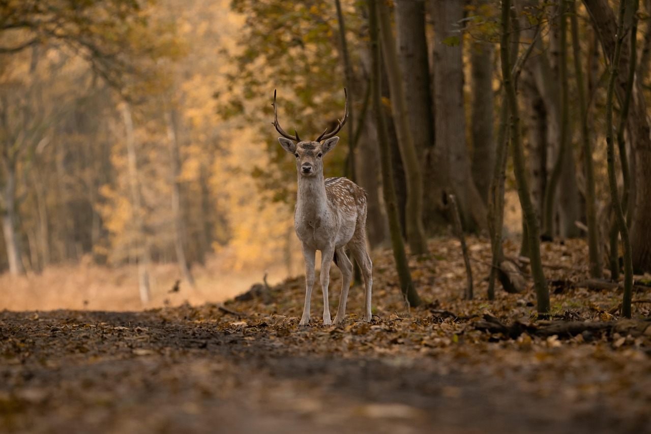 Wildlife Encounters on the Trail: Staying Calm and Staying Safe